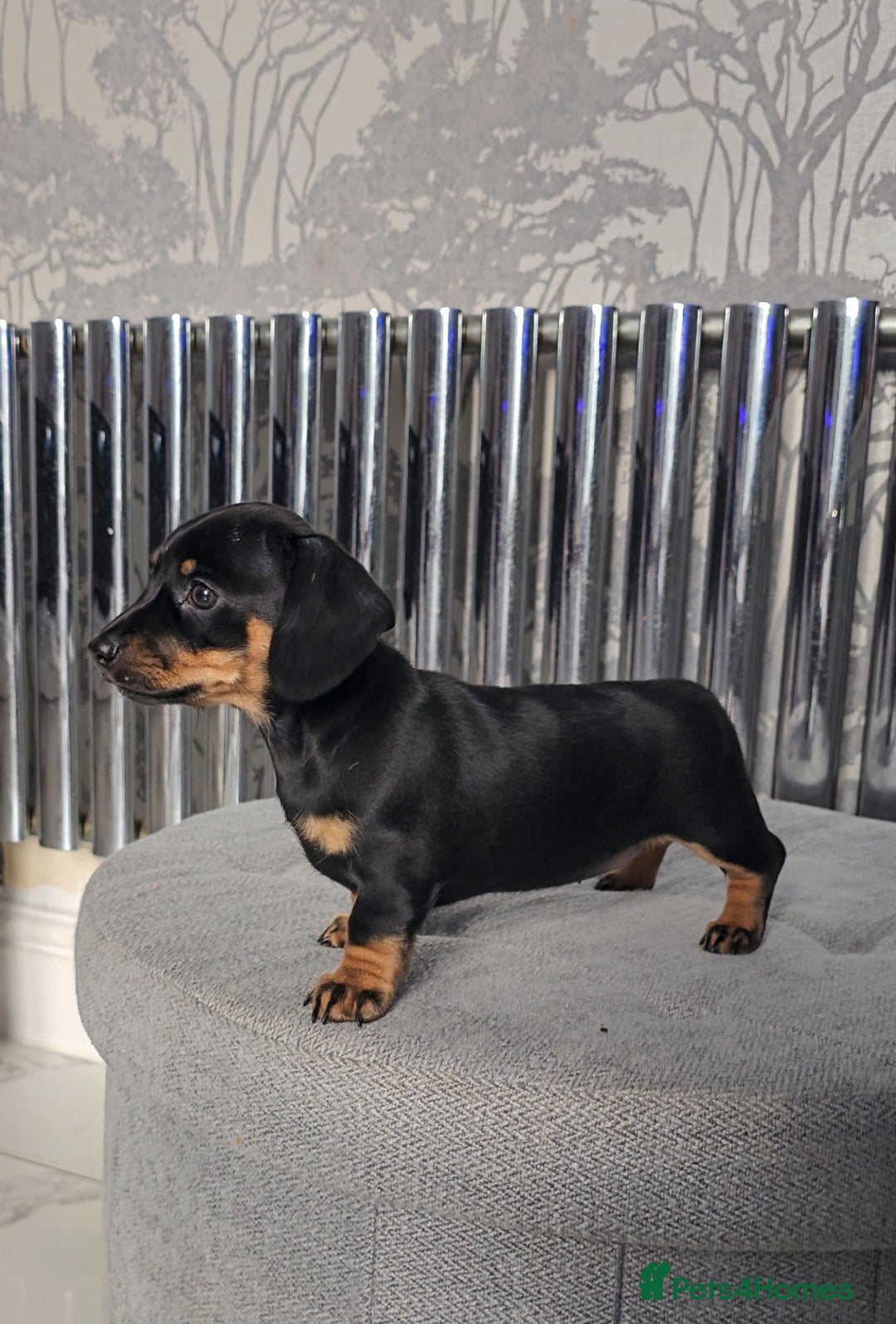 Miniature Dachshund dogs for sale: Miniature Smooth Dachshund Puppies  - Image 26