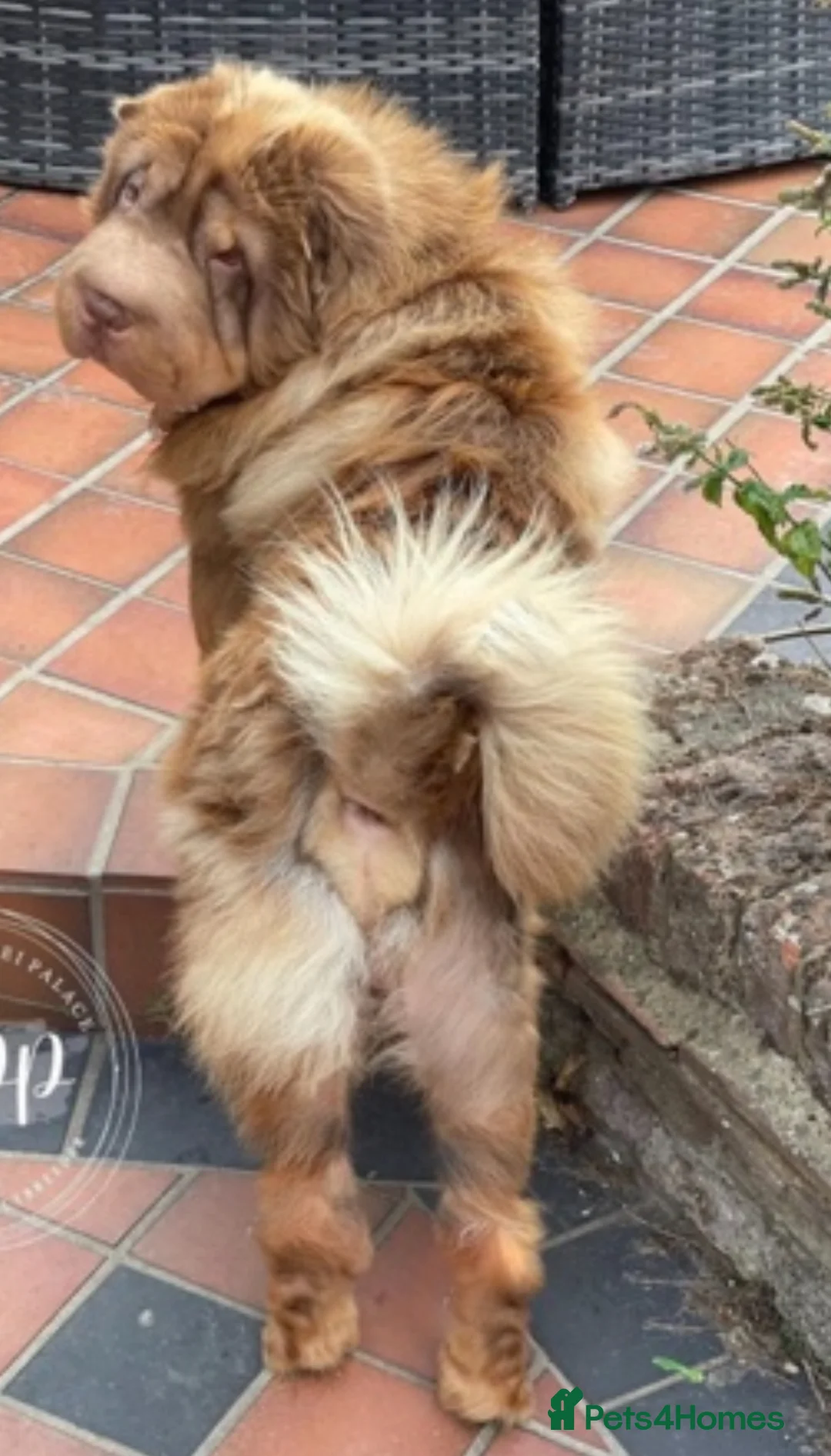 Shar Pei dogs for sale: Chocolate & tan bear coat king - Advert 4