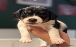 Mixed Breed dogs for sale: Beautiful CavaJacks 🖤 - Image 6