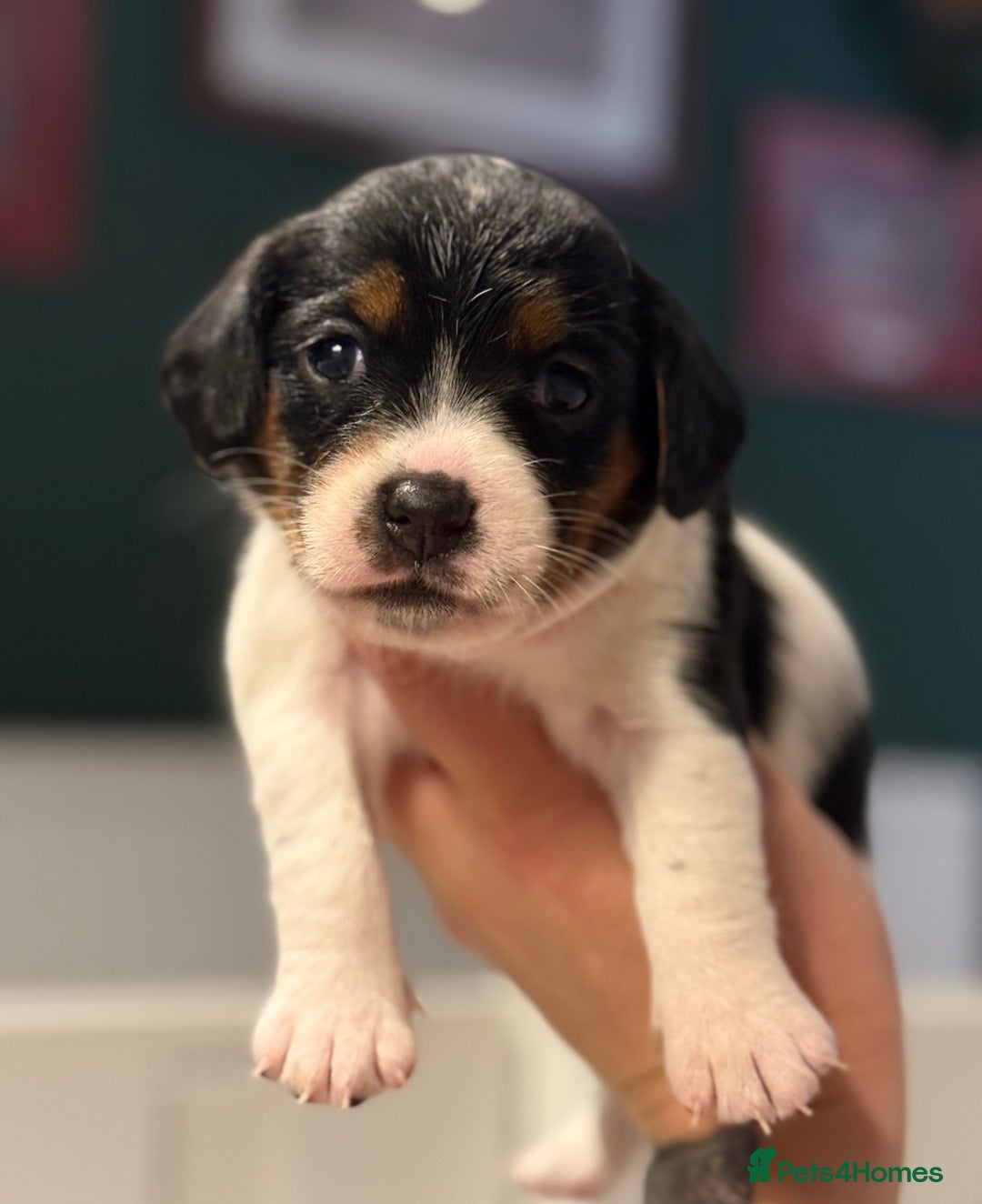 Mixed Breed dogs for sale: Beautiful CavaJacks 🖤 - Image 6