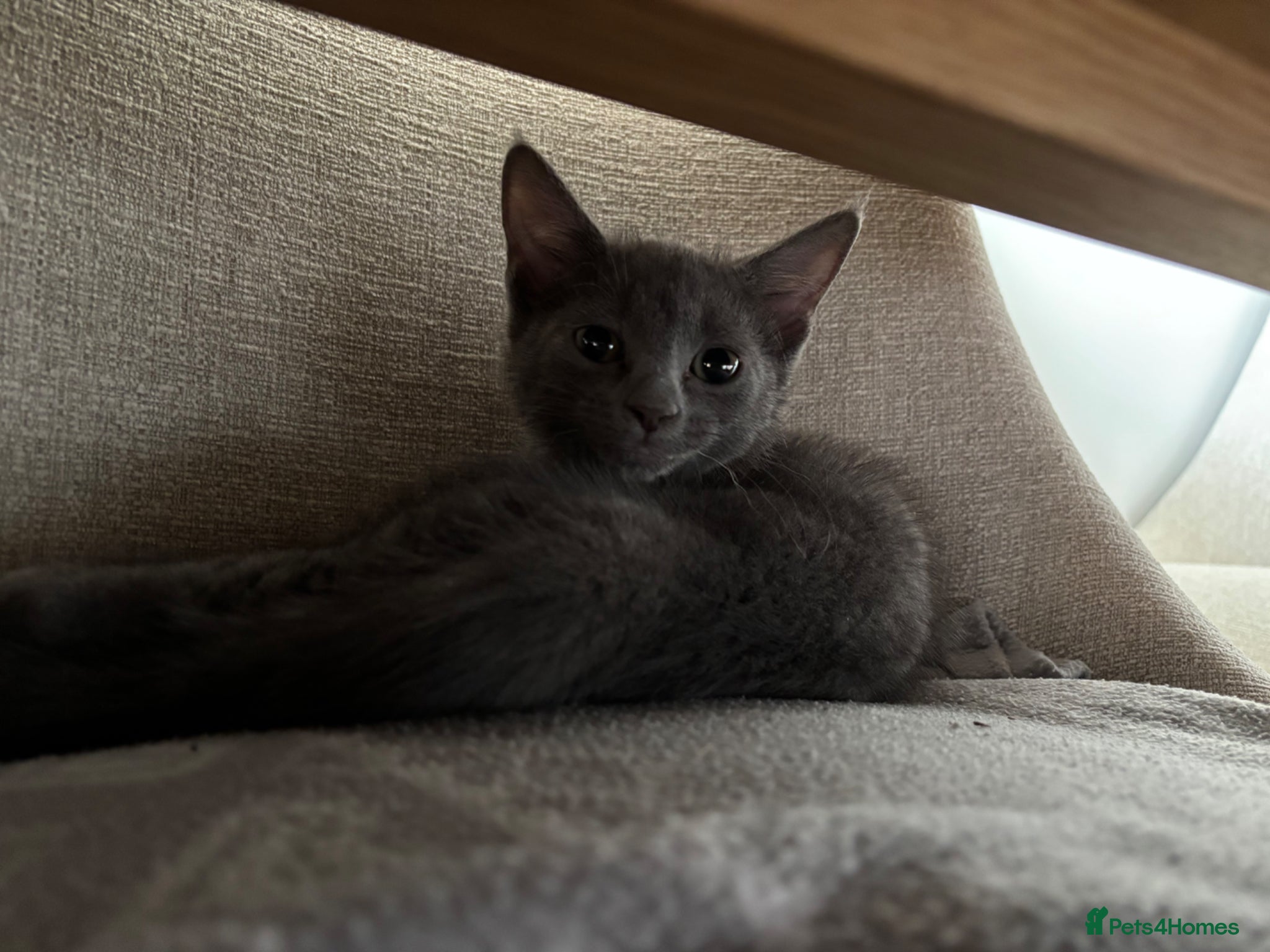 Mixed Breed cats Kittens - Advert 3