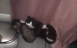 Mixed Breed cats for sale: Kittens  - Image 6