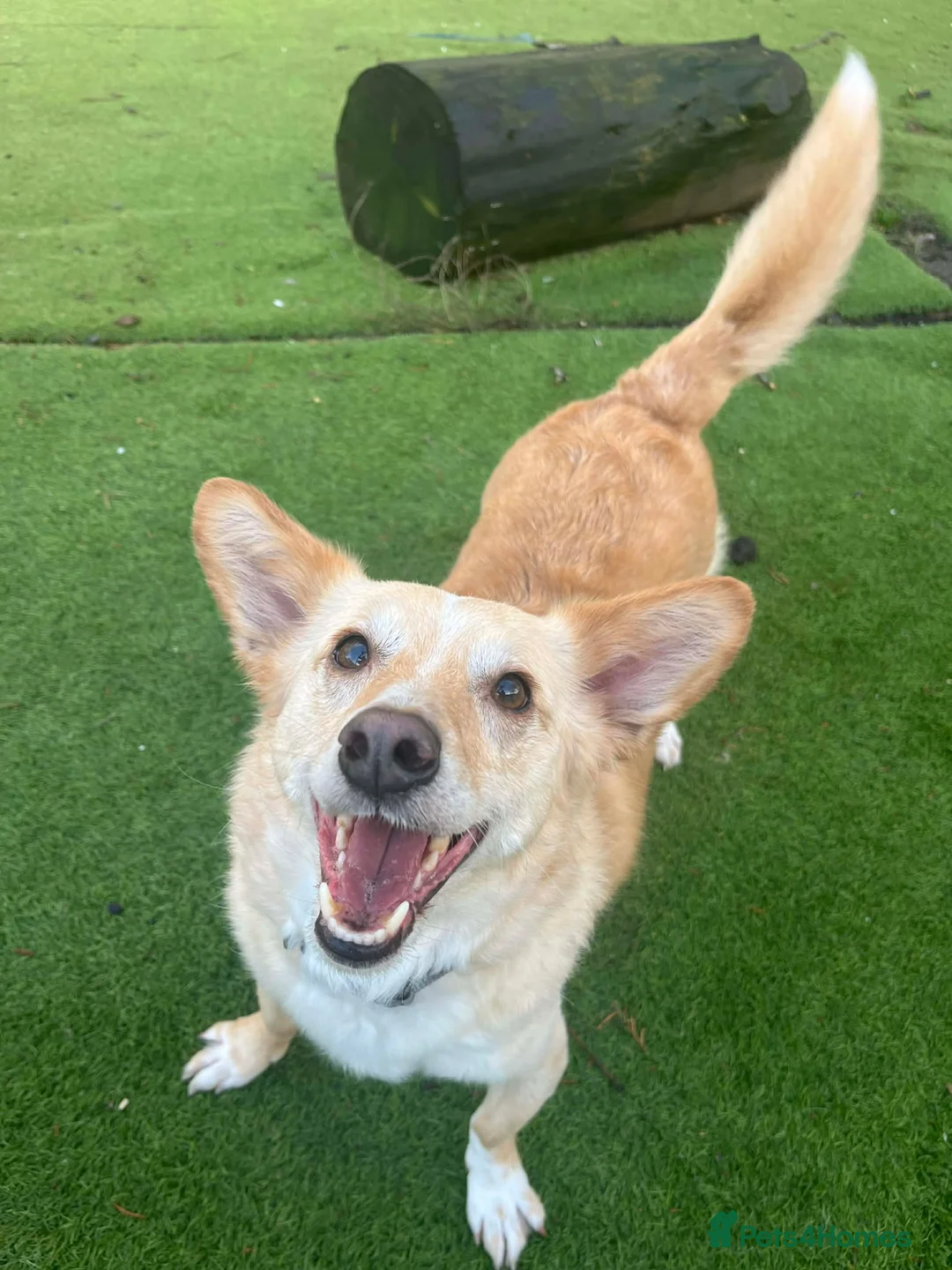 Mixed Breed dogs for adoption: Egyptian girl Cleo is looking for her forever home - Advert 1