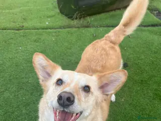 Mixed Breed dogs Egyptian girl Cleo is looking for her forever home - Advert 1