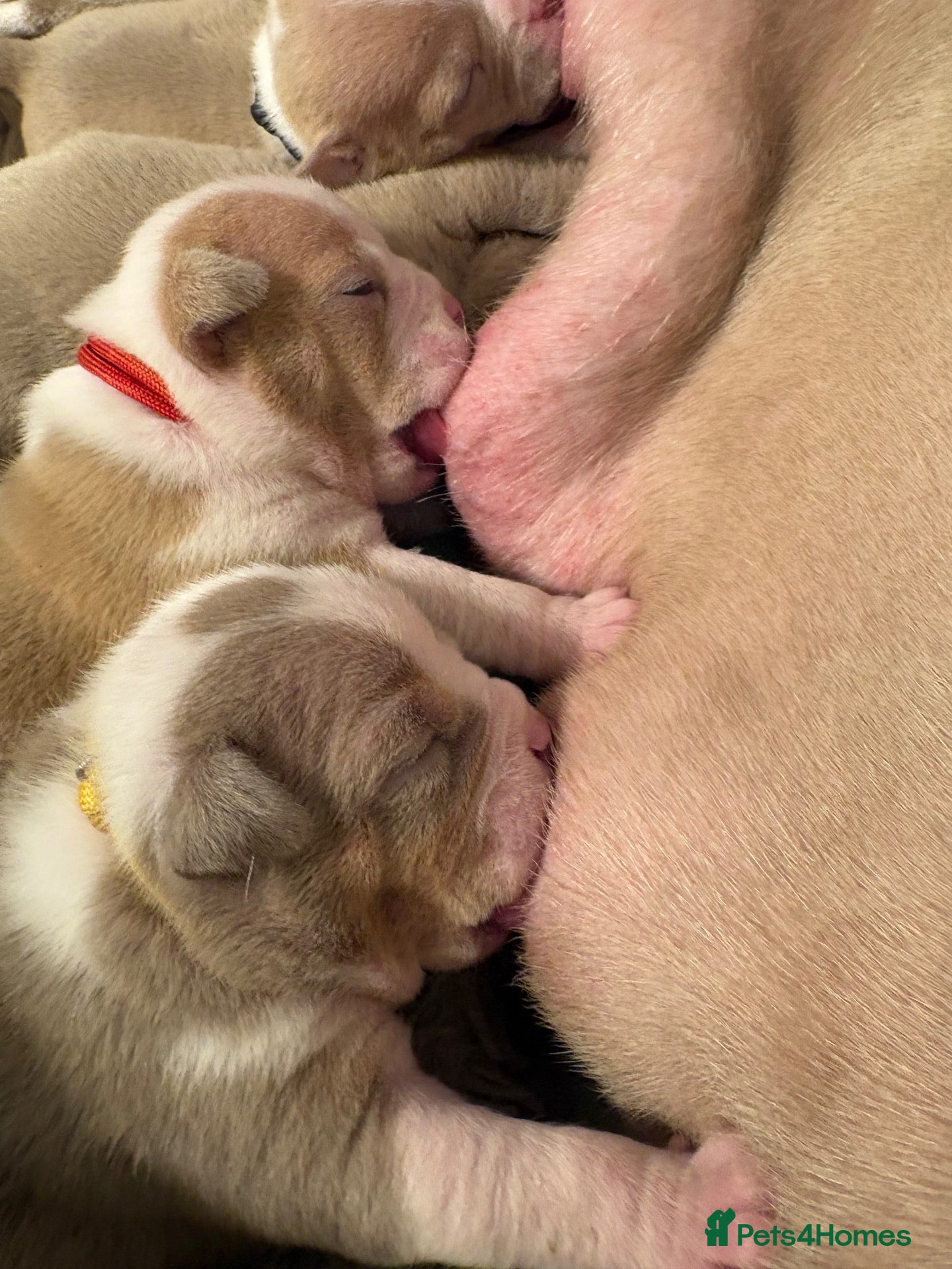 American Bully dogs Pocket Bullys  - Advert 2