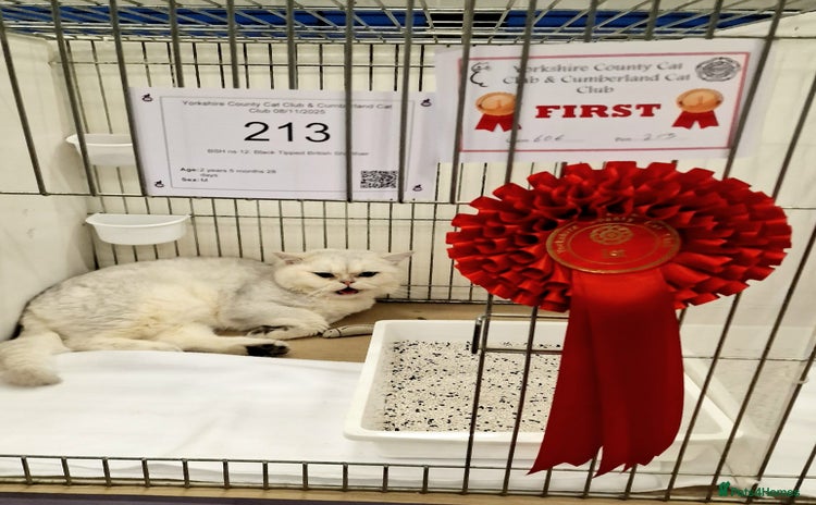 British Shorthair cats in Doncaster - Advert 5