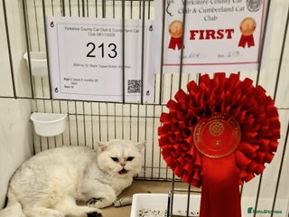British Shorthair cats for stud: ❤ British ShortHair Active Stud ❤ Champion ❤ in Doncaster - Advert 2