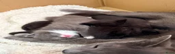 Domestic Shorthair cats for sale: Kittens for sale  in Burnham-on-Sea - Advert 4