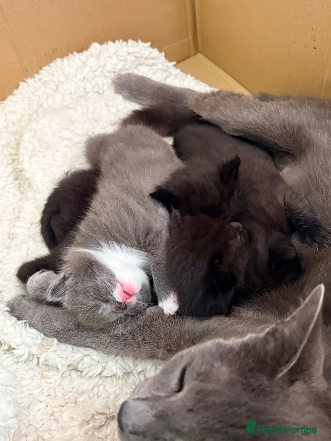 Domestic Shorthair cats for sale: Kittens for sale  in Burnham-on-Sea - Advert 4