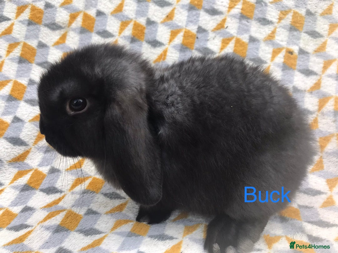 Mini Lop rabbits for sale: Beautiful mini lops  - Image 4