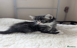 Mixed Breed cats for sale: adorable kittens for sale - Image 10