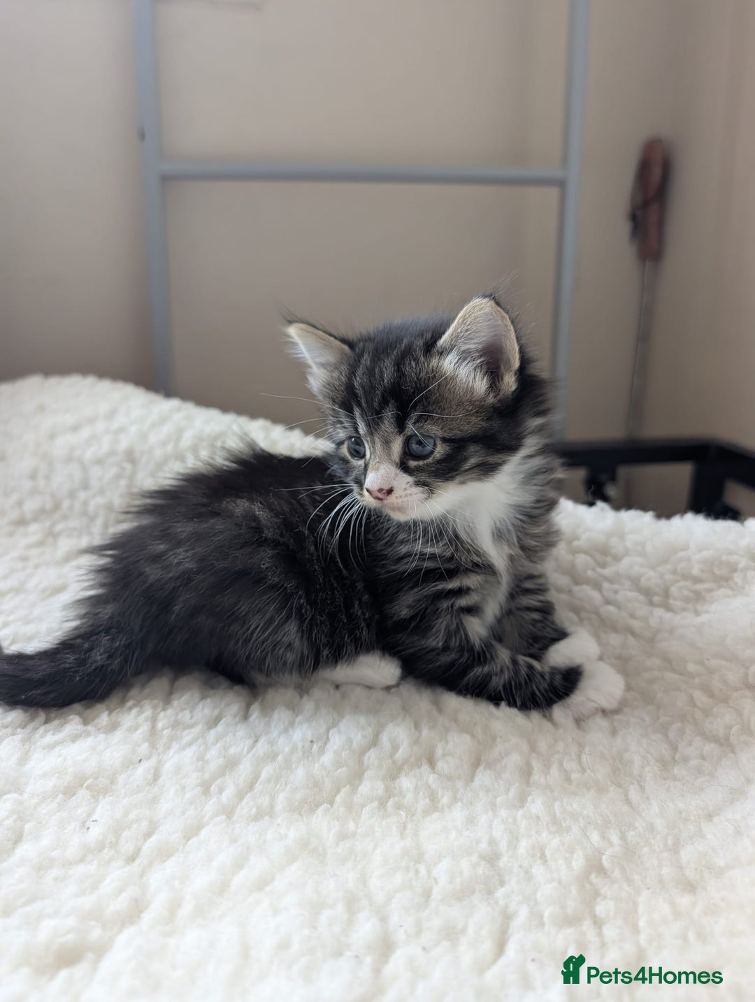Mixed Breed cats for sale: adorable kittens for sale - Image 10