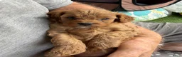 Cavapoo dogs for sale: Cavapoo puppies for sale in Evesham - Advert 8