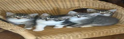 Mixed Breed cats for sale: Beautiful litter of for girls  - Advert 1