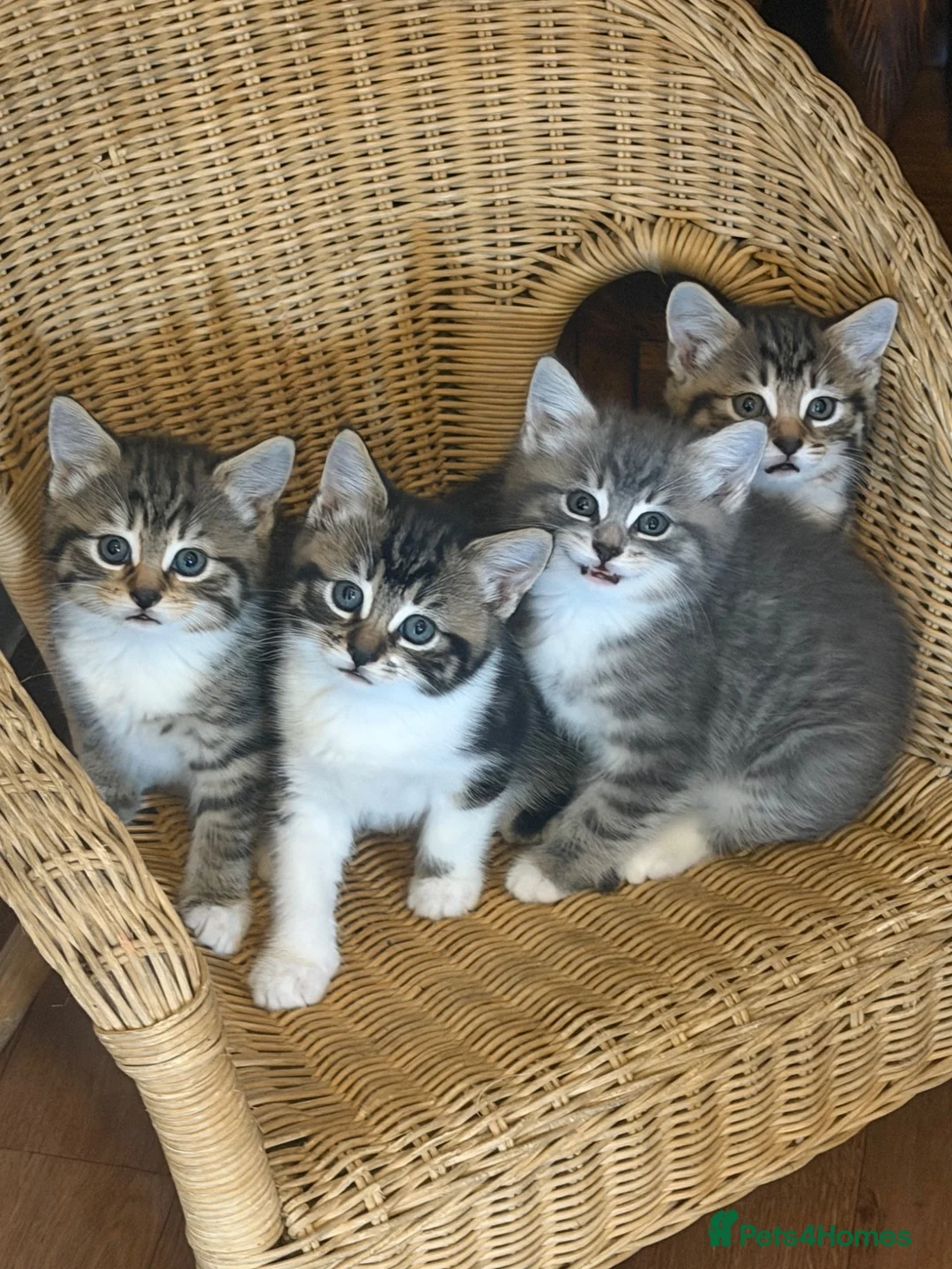 Mixed Breed cats for sale: Beautiful litter of for girls  - Advert 1