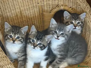 Mixed Breed cats Beautiful litter of for girls - Advert 2
