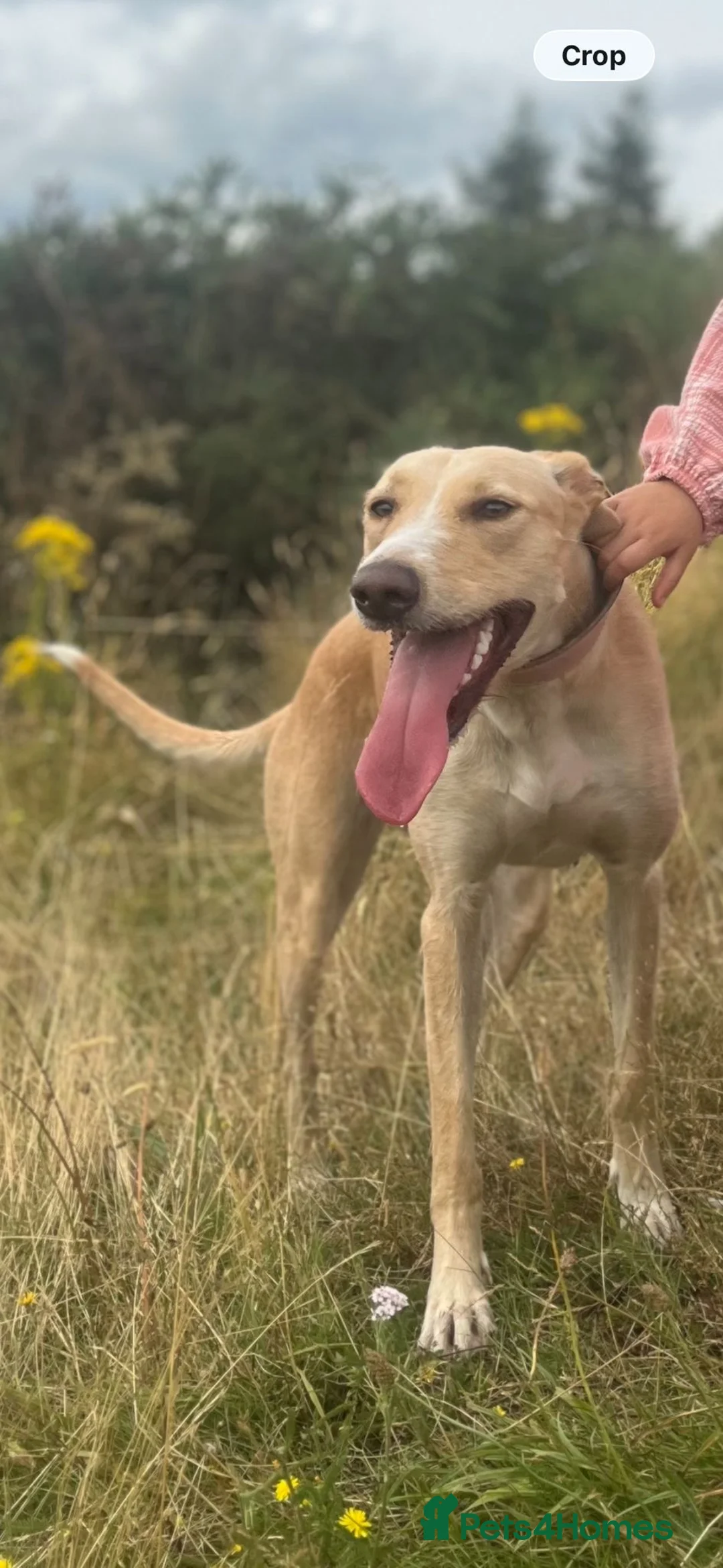 Mixed Breed dogs for sale: Lurcher x dobermen in Doncaster - Advert 1