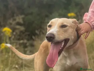 Mixed Breed dogs Lurcher x dobermen in Doncaster - Advert 16