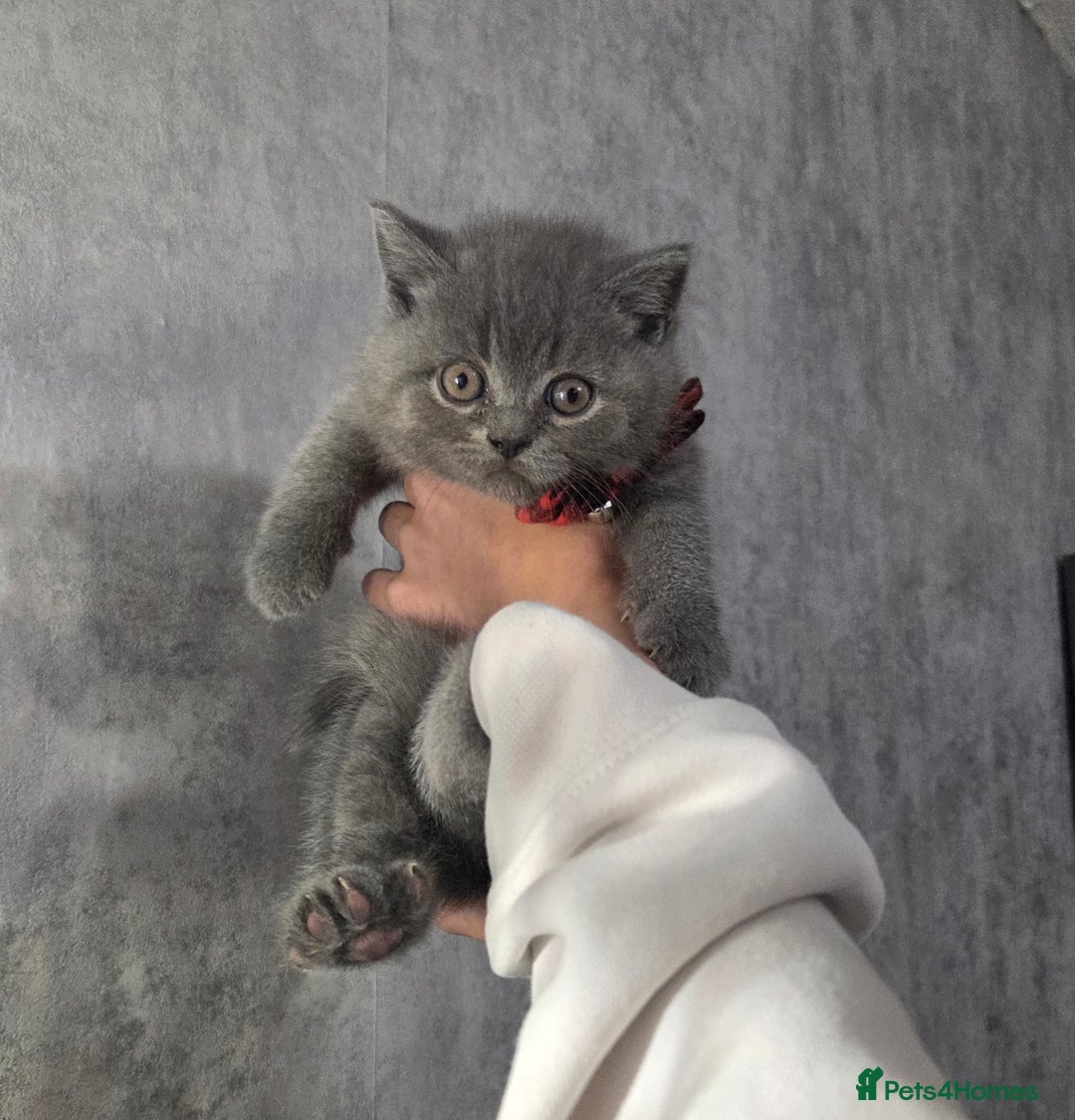 British Shorthair cats for sale:  Pedigree Blue british shorthair kittens - Advert 7