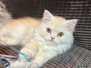 Persian cats Gorgeous cuddly Cream Persian baby boy💙 - Advert 1