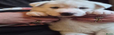 Siberian Husky 3