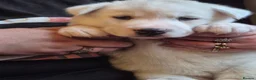 Siberian Husky dogs for sale: 5 beautiful siberian husky puppies  - Advert 7