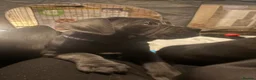 Cane Corso dogs for sale: Beautiful Cane Corso puppies Ready NOW - Advert 13