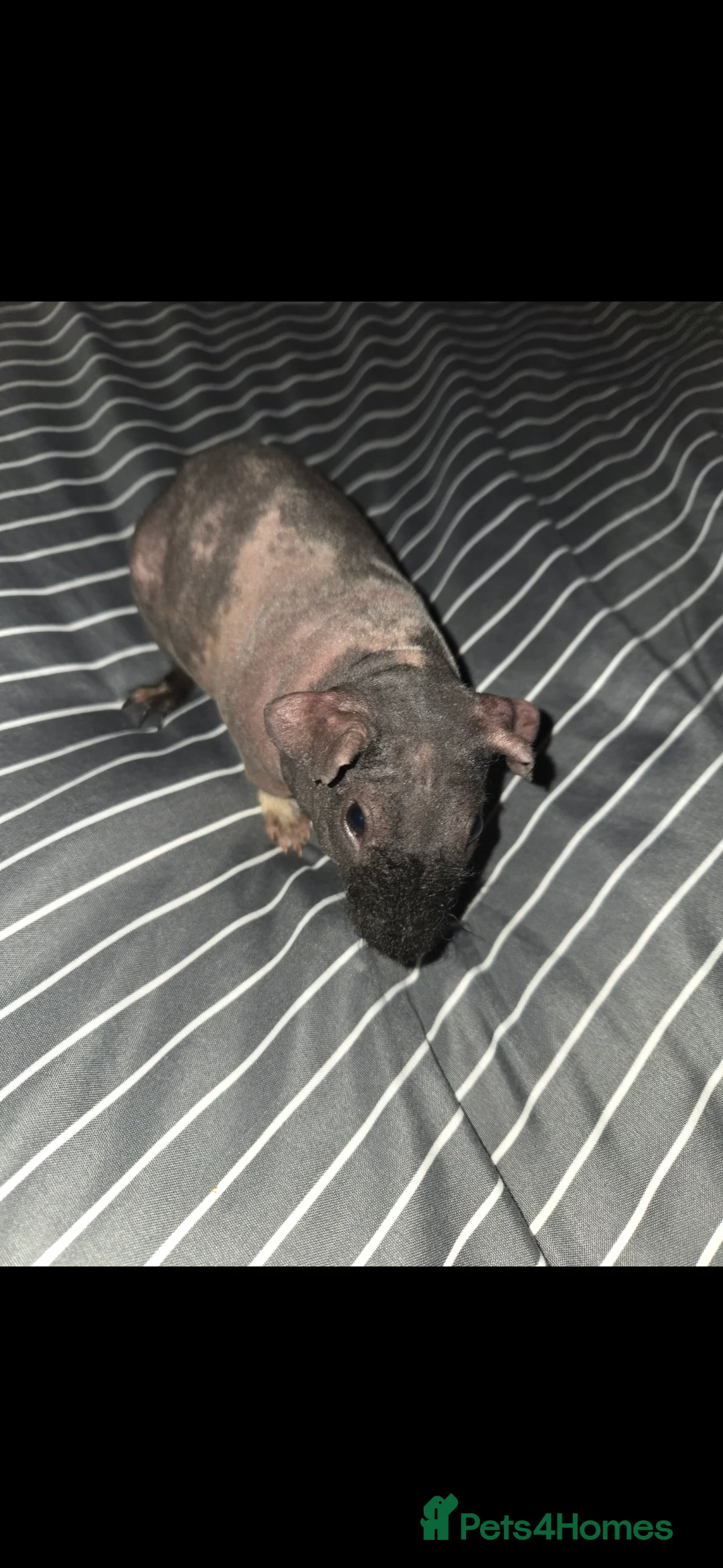 Guinea Pig rodents for sale: Skinny guinea pigs  - Advert 1