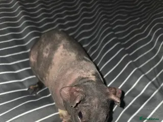 Guinea Pig rodents Skinny guinea pigs - Advert 1