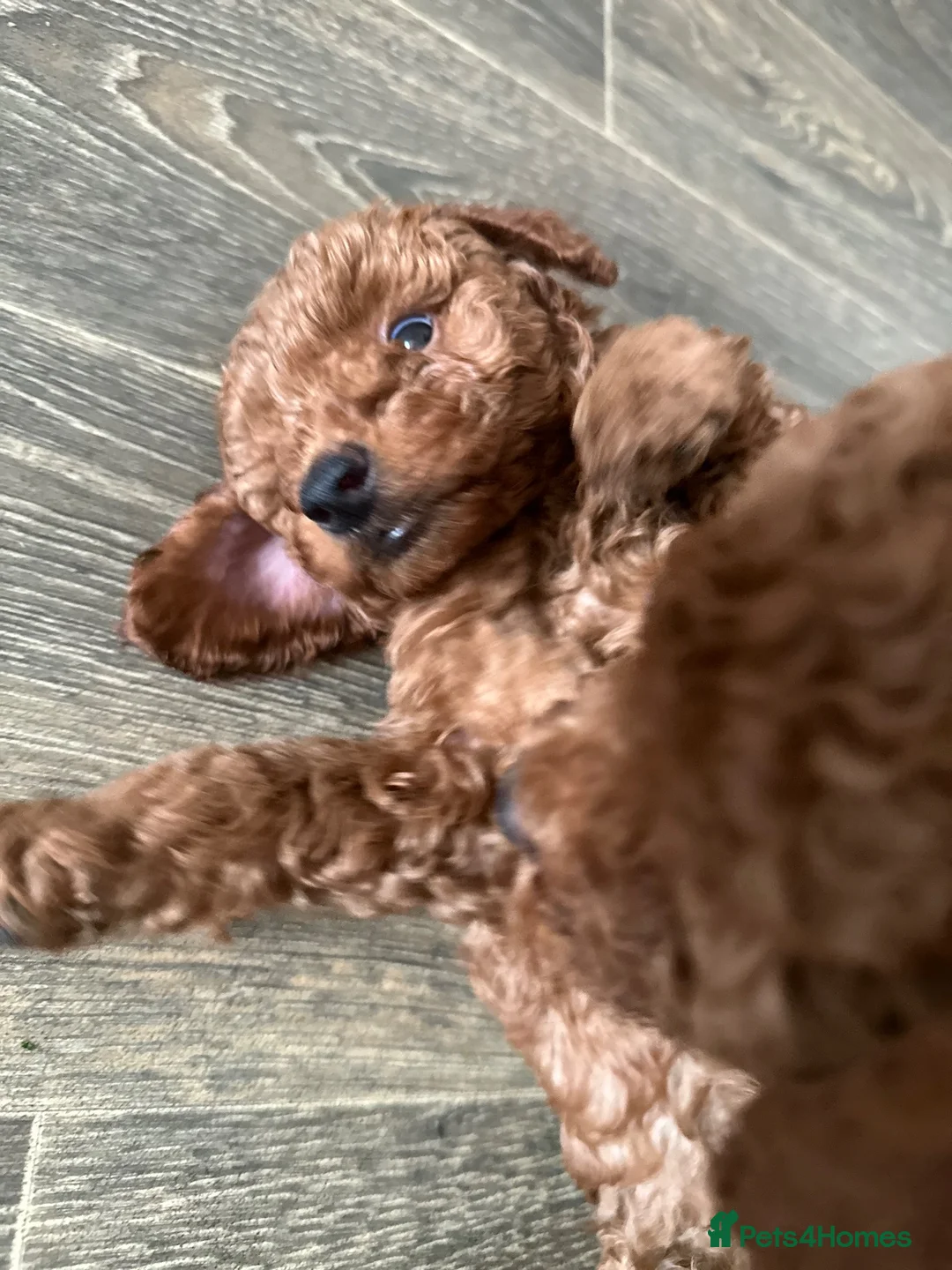 Miniature Poodle dogs for sale: Puppies - Advert 2