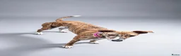 Lurcher dogs for adoption: Sky 🐾 Brindle Lurcher  in Carlisle - Advert 2