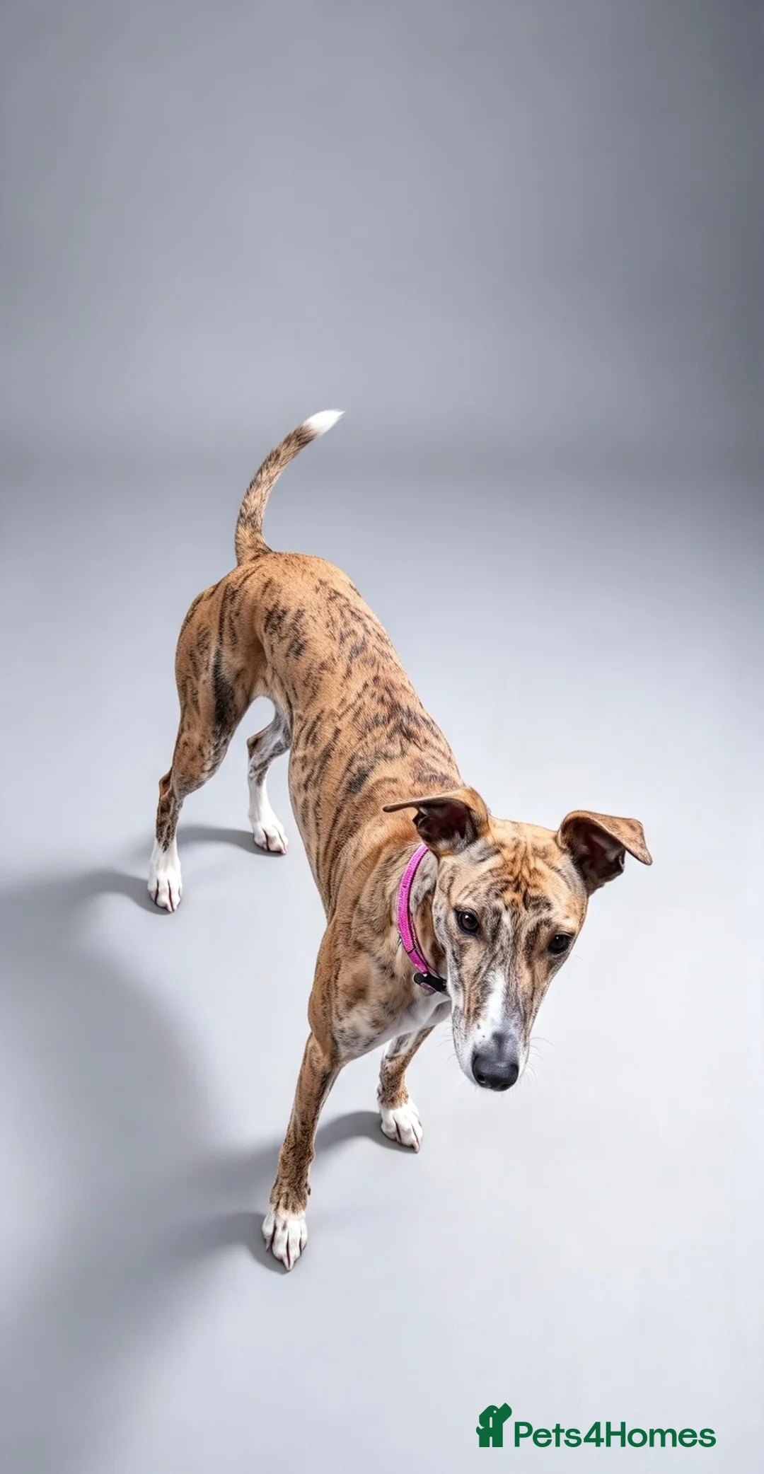 Lurcher dogs for adoption: Sky 🐾 Brindle Lurcher  in Carlisle - Advert 2