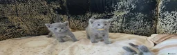 Russian Blue cats for sale: TICA full pedigree RUSSIAN BLUE kittens  - Advert 12