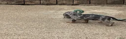 Miniature Dachshund dogs for sale: Miniature dachshunds - Advert 3