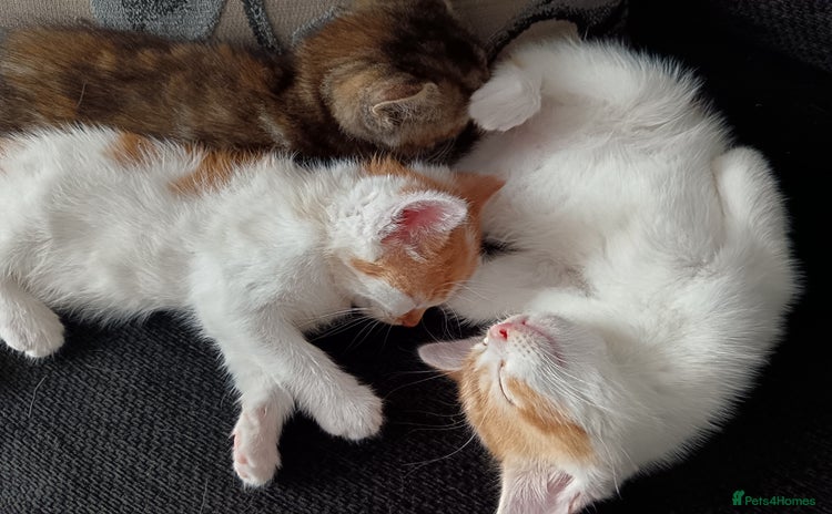 Mixed Breed cats - Advert 5