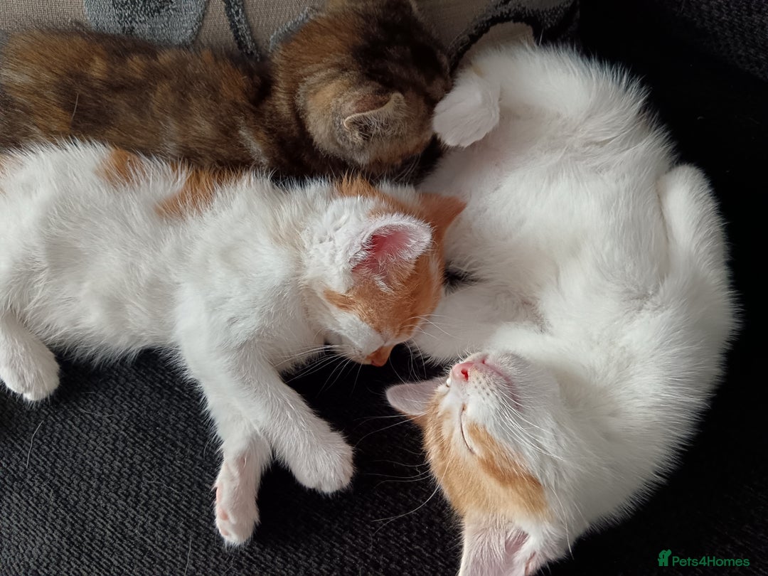 Mixed Breed cats for sale: 3 Gorgeous Kittens - Image 1