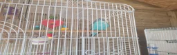 Budgerigars birds for sale: 2x budgies for sale - Advert 3