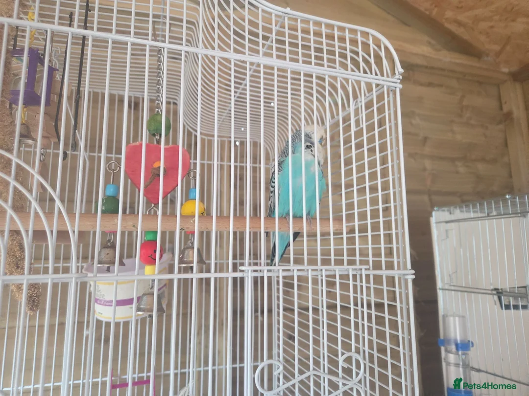 Budgerigars birds for sale: 2x budgies for sale - Advert 3