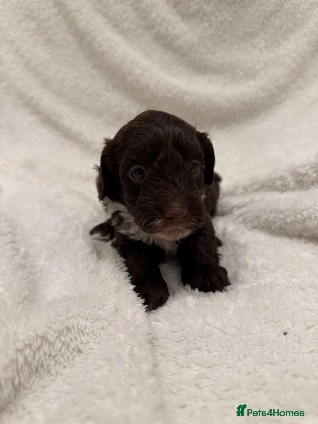 Cockapoo dogs for sale: F1 Cockapoo puppies  - Advert 10