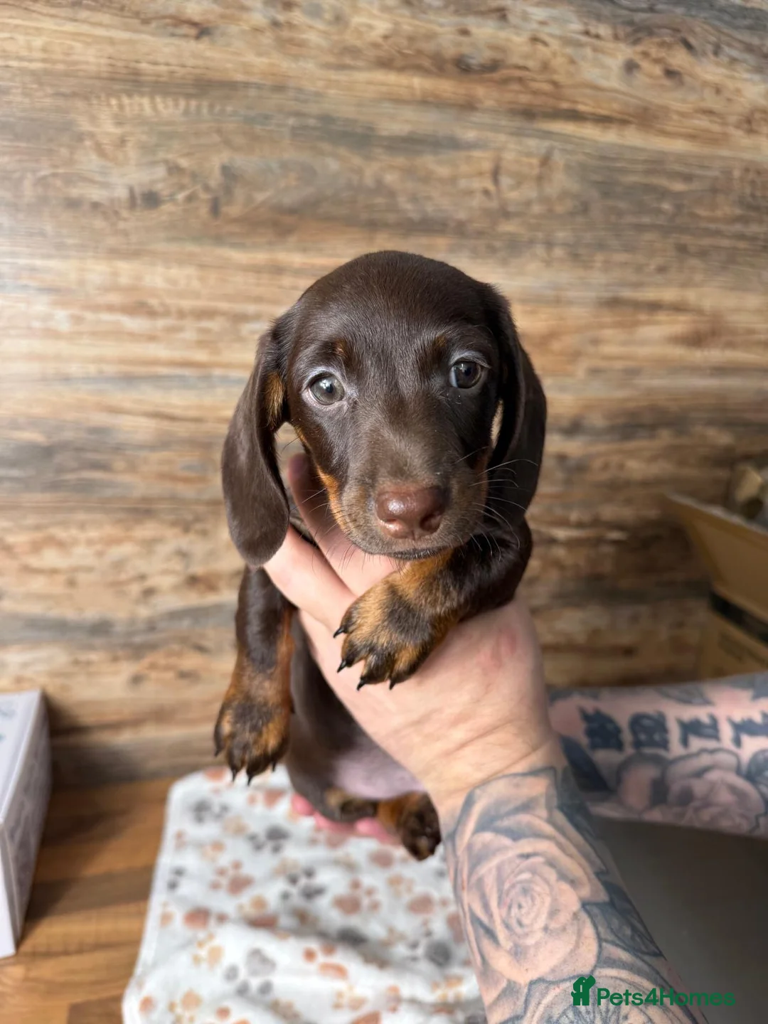 Miniature Dachshund dogs for sale: Gorgeous Miniature Dachshund puppies 4 sale London in London - Advert 1