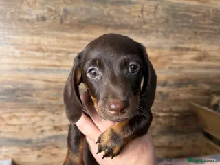 Miniature Dachshund dogs Gorgeous Miniature Dachshund puppies 4 sale London - Advert 2