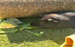 Guinea Pig rodents for sale: Two male guinea pigs  - Image 5