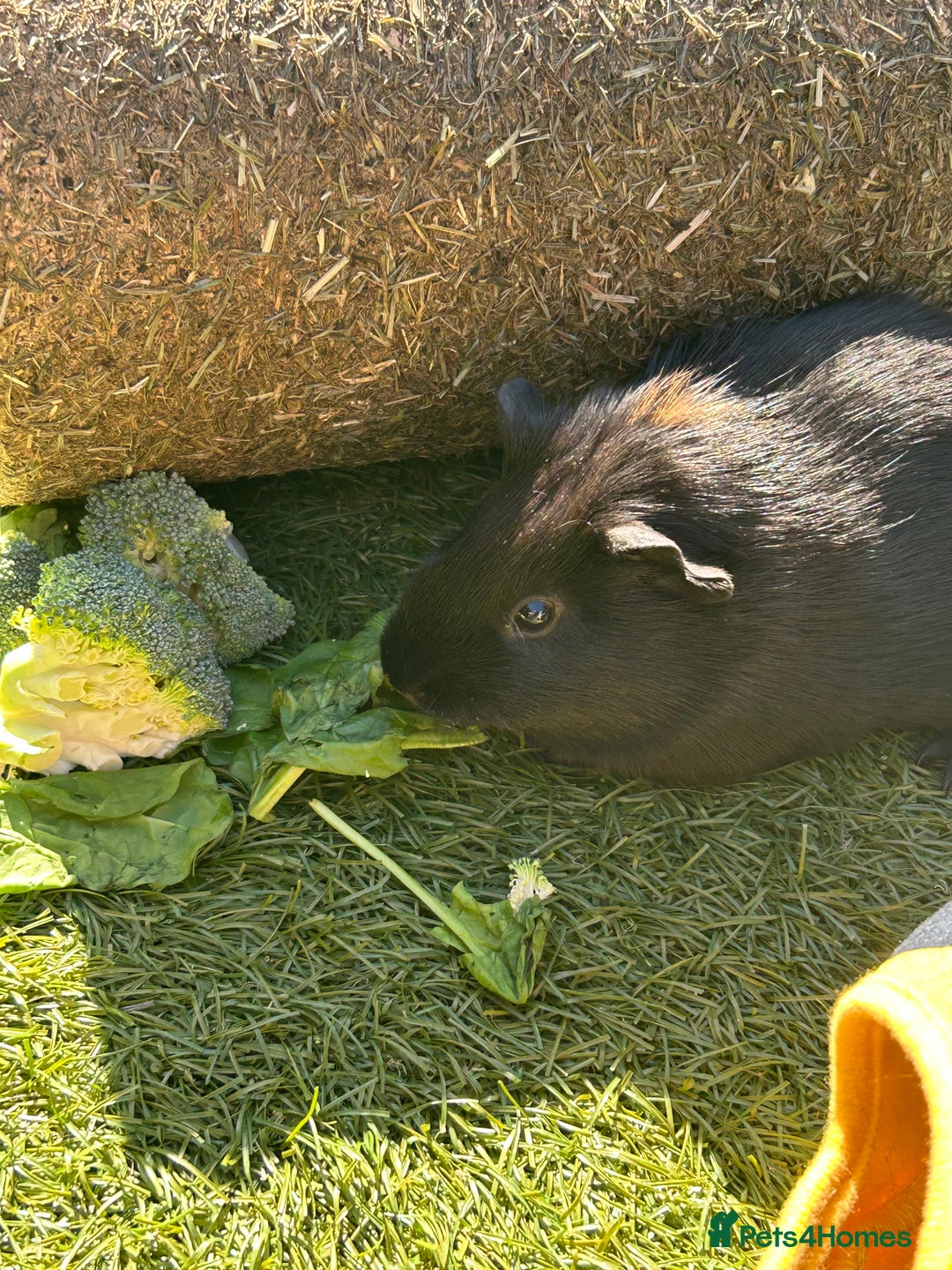 Guinea Pig rodents for sale: Two male guinea pigs  - Image 5