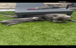 Staffordshire Bull Terrier dogs for sale: 🔷Top quality Pharaon puppy🔷 - Image 7