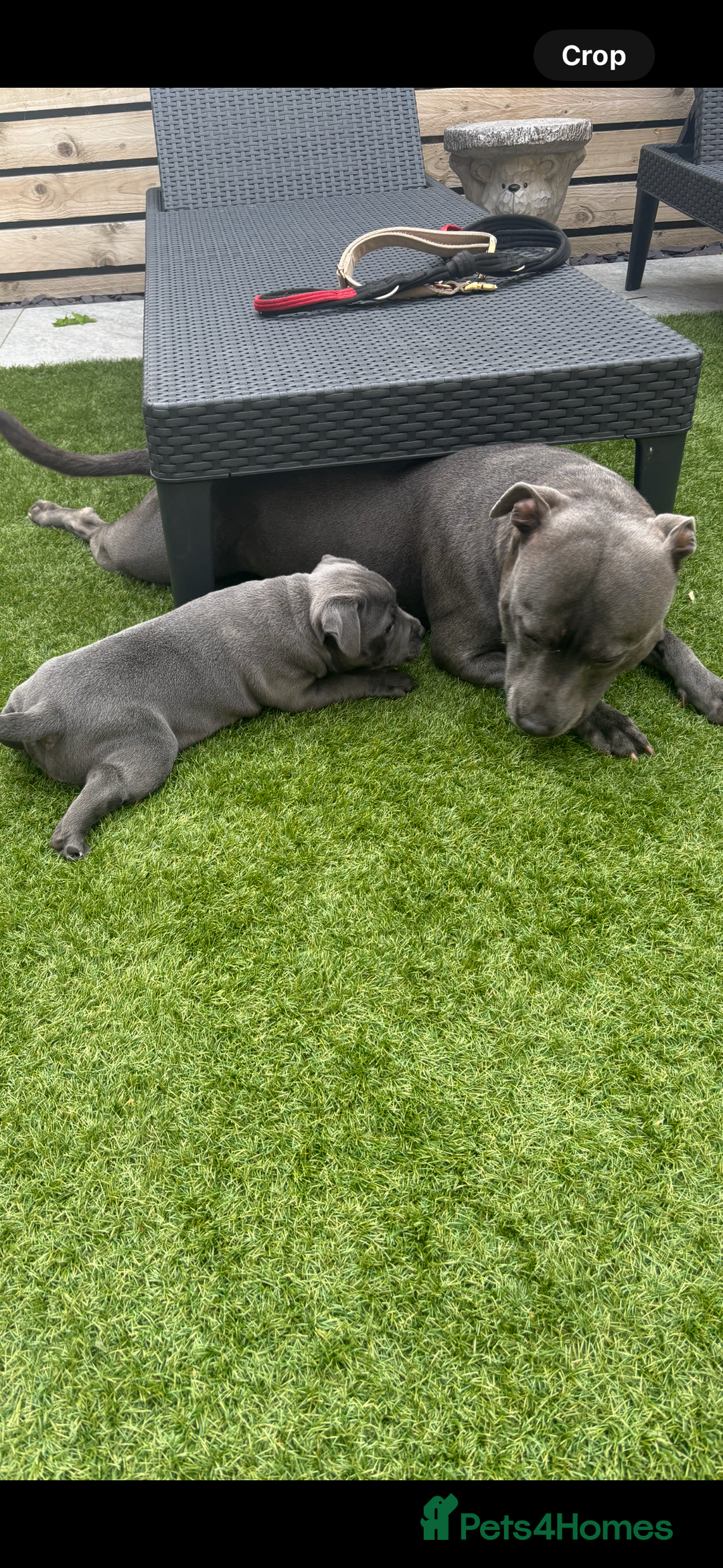 Staffordshire Bull Terrier dogs for sale: 🔷Top quality Pharaon puppy🔷 - Image 7