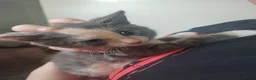 Mixed Breed cats for sale: 5 kittens available from may 20th - Advert 4
