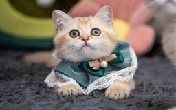 Scottish Fold cats for sale: Scottish straight boy ready to leave - Image 18