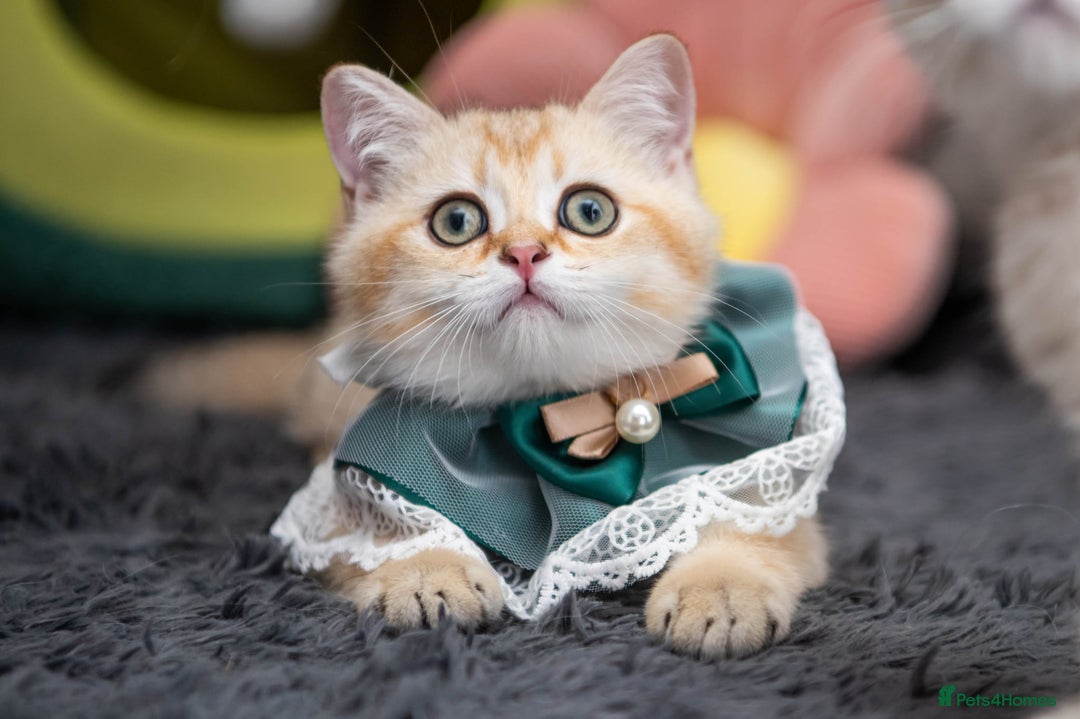 Scottish Fold cats for sale: Scottish straight boy ready to leave - Image 18