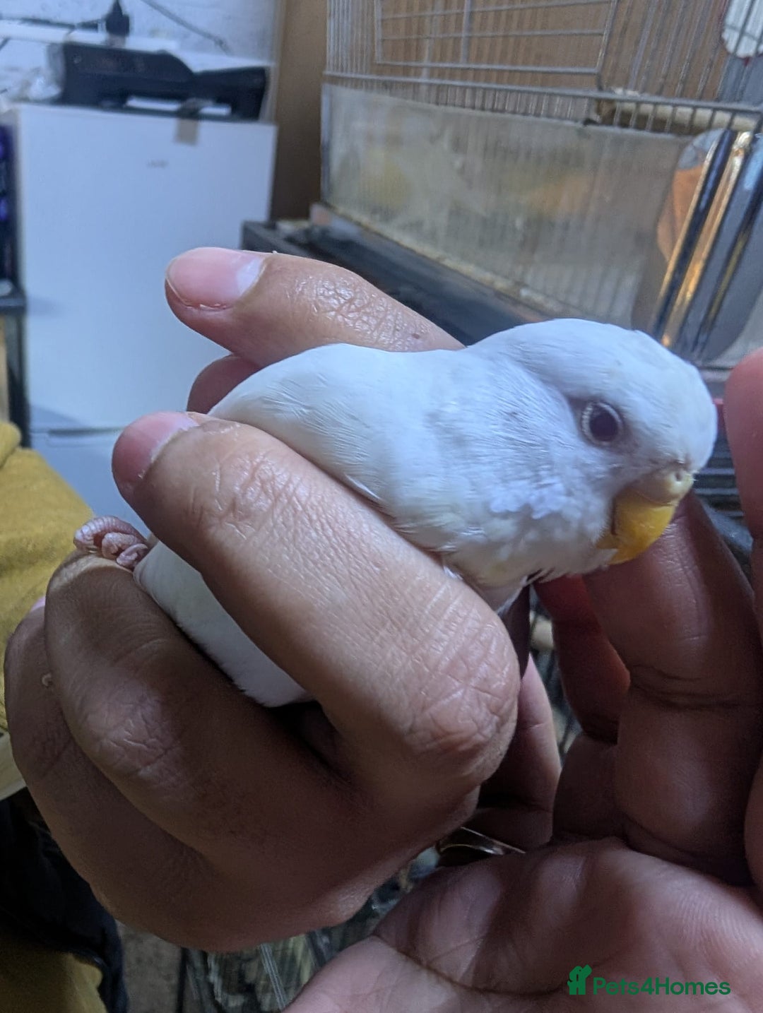 Budgerigars birds for sale: White and Yellow Budgies with Red Eyes - Image 6