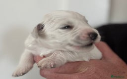 Miniature Schnauzer dogs for sale: Top Quality, health tested Mini Schnauzer pups - Image 13